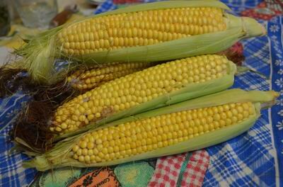 початки молодой кукурузы